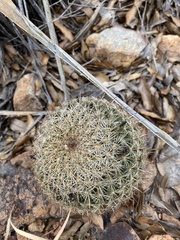 Coryphantha recurvata