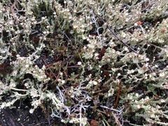 Cladonia ecmocyna