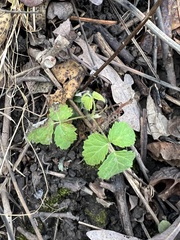 Rubus occidentalis