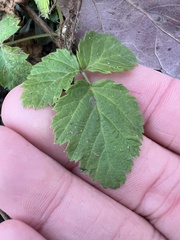 Rubus occidentalis