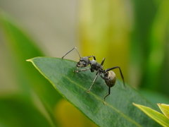 Polyrhachis dives