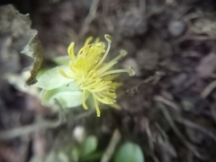 Passiflora tetrandra