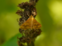 Pyrausta phoenicealis