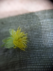 Passiflora tetrandra