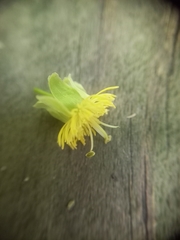Passiflora tetrandra