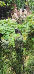 Trachypithecus obscurus