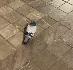 Columba livia domestica