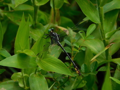 Stylurus laurae