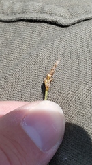 Carex filifolia