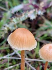 Galerina semilanceata