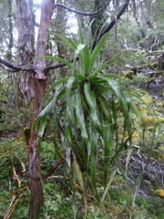 Dracophyllum traversii