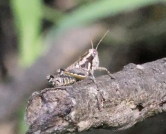 Paraidemona