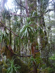 Dracophyllum traversii