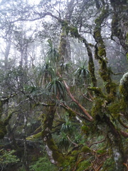Dracophyllum traversii