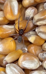 Trachelidae