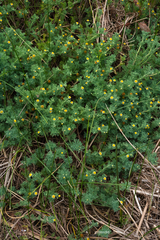 Cotula nigellifolia