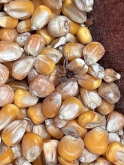 Trachelidae