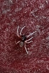 Trachelidae