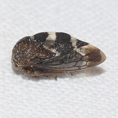 Cyrtolobus