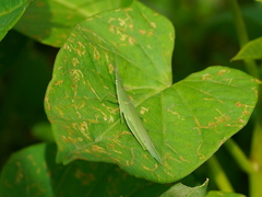 Atractomorpha sinensis