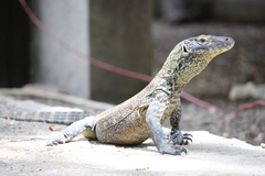 Varanus komodoensis