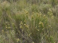 Baccharis stenophylla