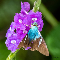 Astraptes fulgerator