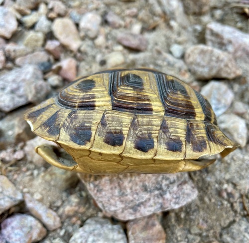 Mediterranean Spur-thighed Tortoise, Testudo graeca
