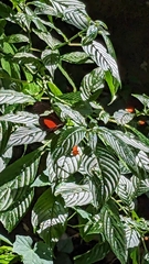 Heliconius clysonymus