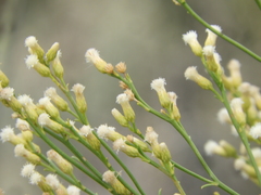 Baccharis stenophylla