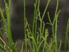 Baccharis stenophylla