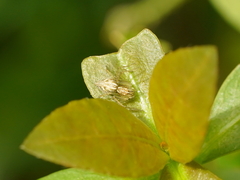 Oxyopes sertatus