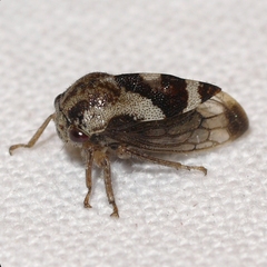 Cyrtolobus