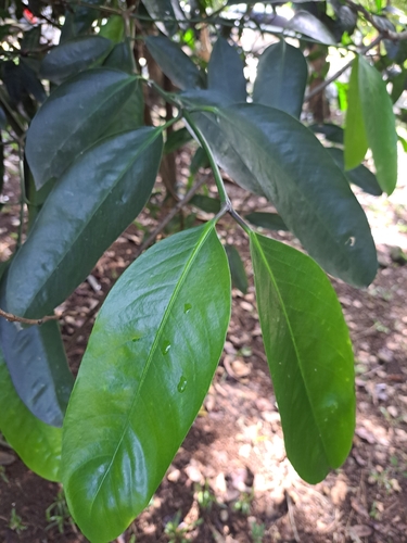 Garcinia dulcis observed 2022-12-10