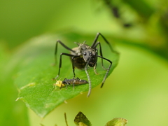 Polyrhachis dives