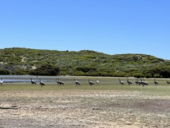 Cereopsis novaehollandiae