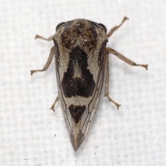 Cyrtolobus