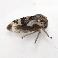 Cyrtolobus