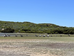 Cereopsis novaehollandiae