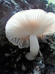 Mycena carmeliana