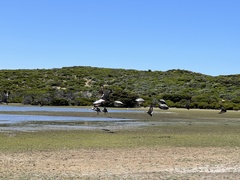 Cereopsis novaehollandiae