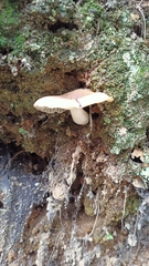 Mycena carmeliana