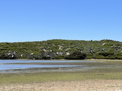 Cereopsis novaehollandiae