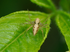 Oxyopes sertatus