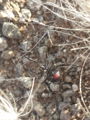 Latrodectus mirabilis