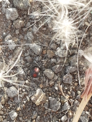 Latrodectus mirabilis