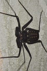 Phrynus whitei