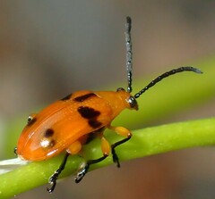 Stethopachys formosa