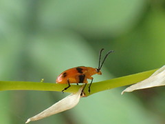 Stethopachys formosa