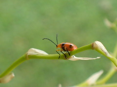Stethopachys formosa